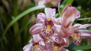 Cymbidium Mainstem