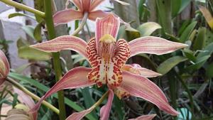 Cymbidium Milano