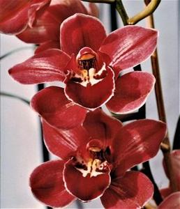 Cymbidium Rolf Bolin