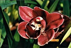 Cymbidium Rolf Bolin