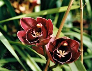 Cymbidium Rolf Bolin