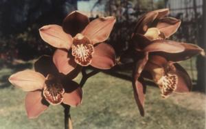 Cymbidium Rothesay