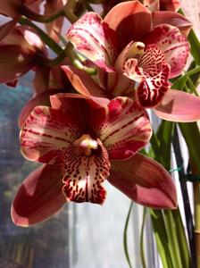 Cymbidium Rothesay