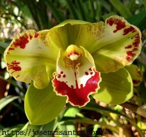 Cymbidium Vidar