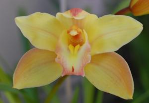 Cymbidium York