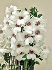 Dendrobium Alice Iwanaga