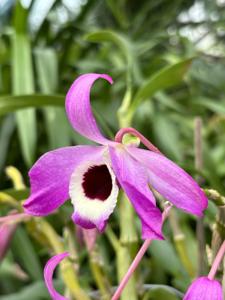 Dendrobium Austinii