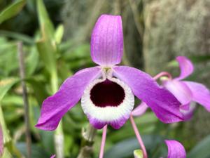 Dendrobium Austinii