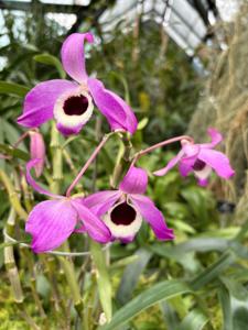 Dendrobium Austinii