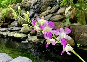 Dendrobium Cindy