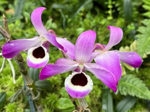 Dendrobium Elise