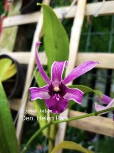 Dendrobium Helen Park