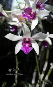 Dendrobium Ismail of Johore