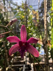 Dendrobium Ismail of Johore