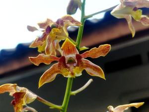 Dendrobium Kona