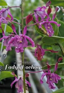 Dendrobium Lady Hochoy