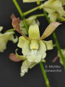 Dendrobium Michiko