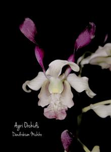 Dendrobium Michiko