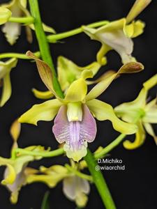 Dendrobium Michiko