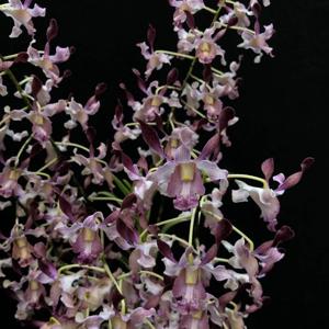 Dendrobium Michiko