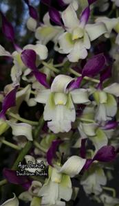 Dendrobium Michiko