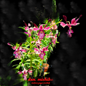 Dendrobium Michiko