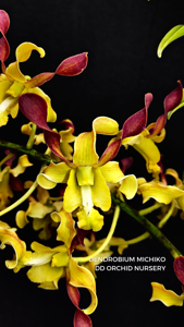 Dendrobium Michiko