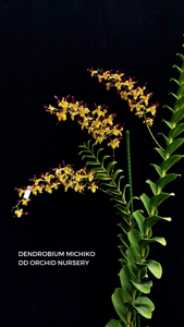 Dendrobium Michiko