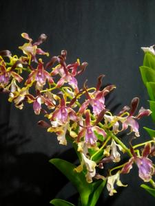 Dendrobium Michiko