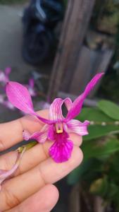 Dendrobium Mok Wai Seng