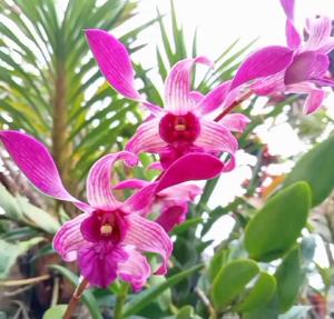 Dendrobium Mok Wai Seng