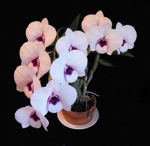 Dendrobium Morning Glory