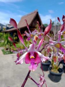 Dendrobium Tan Chye Siam