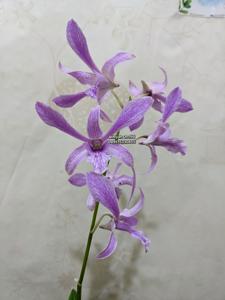 Dendrobium Tanglin