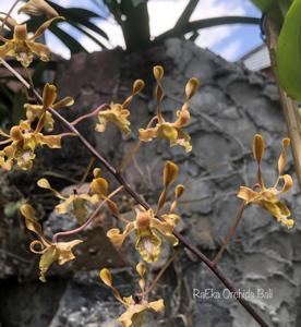 Dendrobium Yellow Jacket