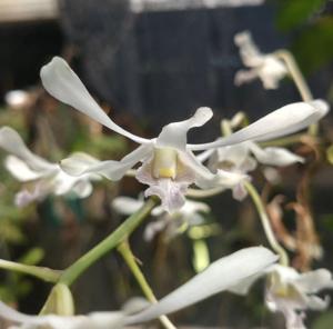 Dendrobium Yellow Jacket