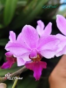 Phalaenopsis Bonita (1965)