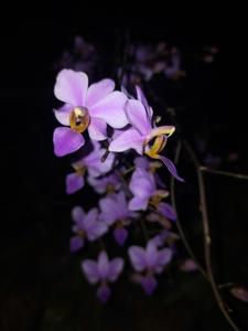 Phalaenopsis Purple Passion