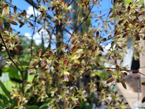 Encyclia Cindy