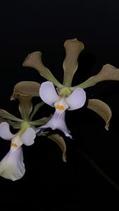 Encyclia Raiatea