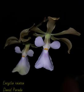 Encyclia Raiatea