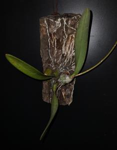 Encyclia Raiatea