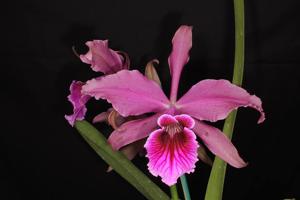 Cattleya Pacavia