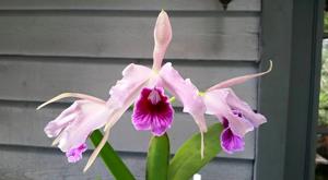 Cattleya Pacavia