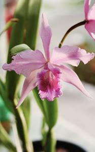 Cattleya Pacavia