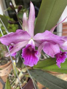 Cattleya Pacavia