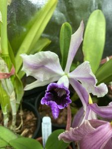 Cattleya Pacavia