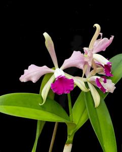 Cattleya Pacavia