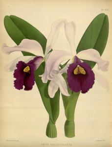 Cattleya Callistoglossa