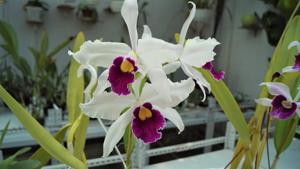 Cattleya Callistoglossa